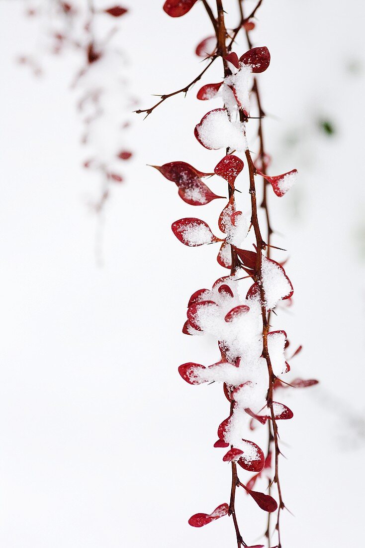 A sprig of barberries with snow