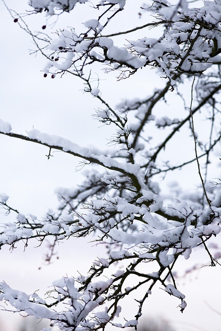 Zweige mit Schnee