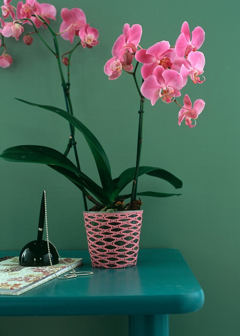 Orchideen auf einem Tisch