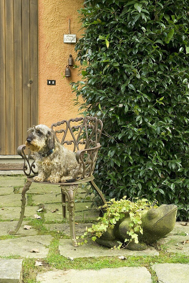 Hund auf Gartenstuhl und Froschfigur aus Stein