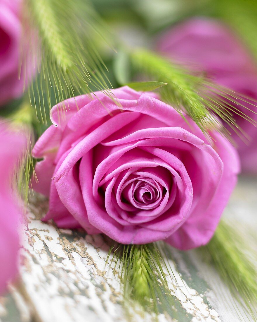 A pink rose (rosa aqua)