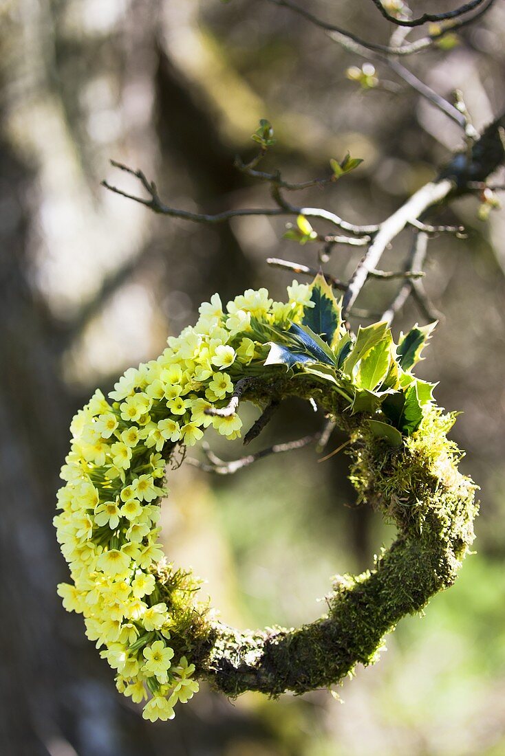 A wreath of cowslip, ilex and moss on a tree branch