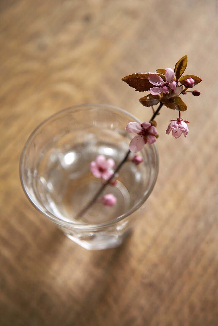 Blütenzweig im Wasserglas