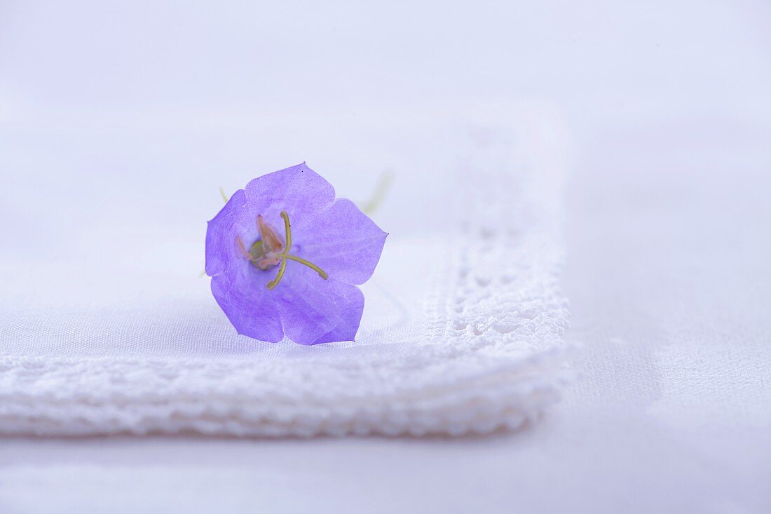 Blaue Blume auf weisser Stoffserviette