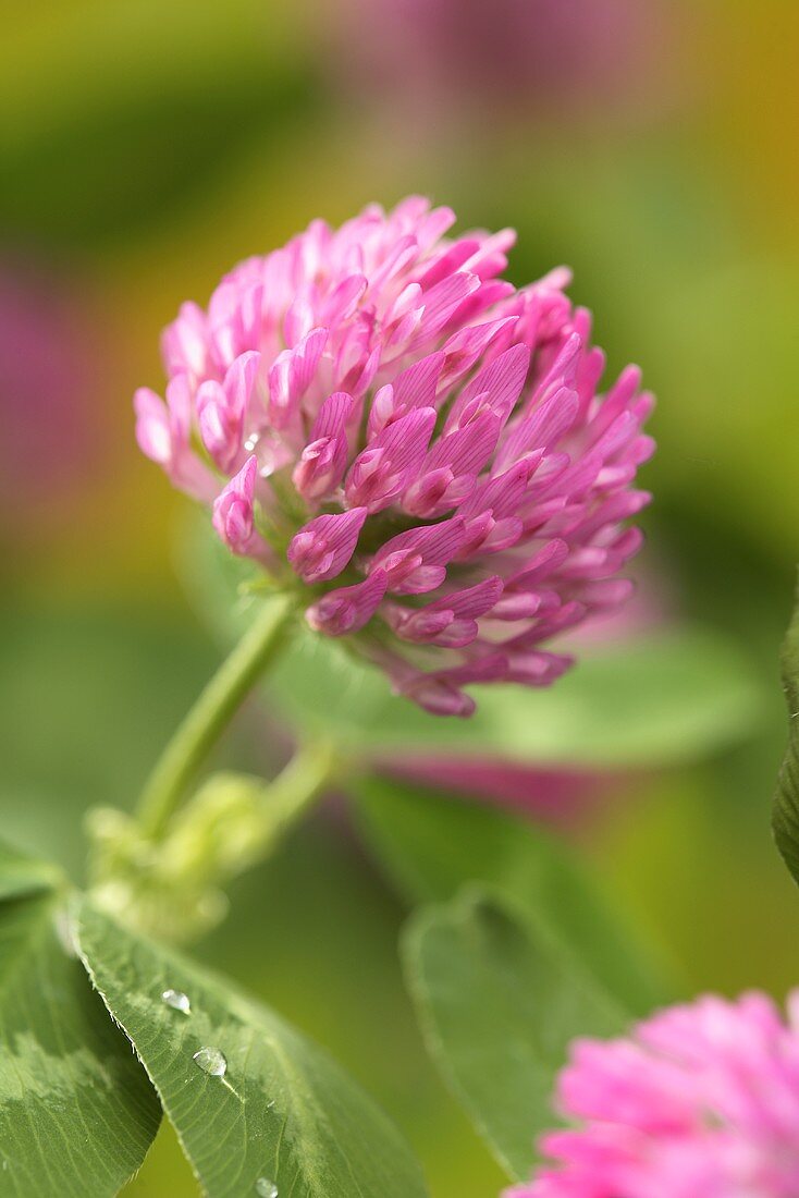 A pink clover flowers