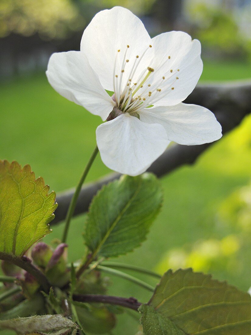 A cherry blossom