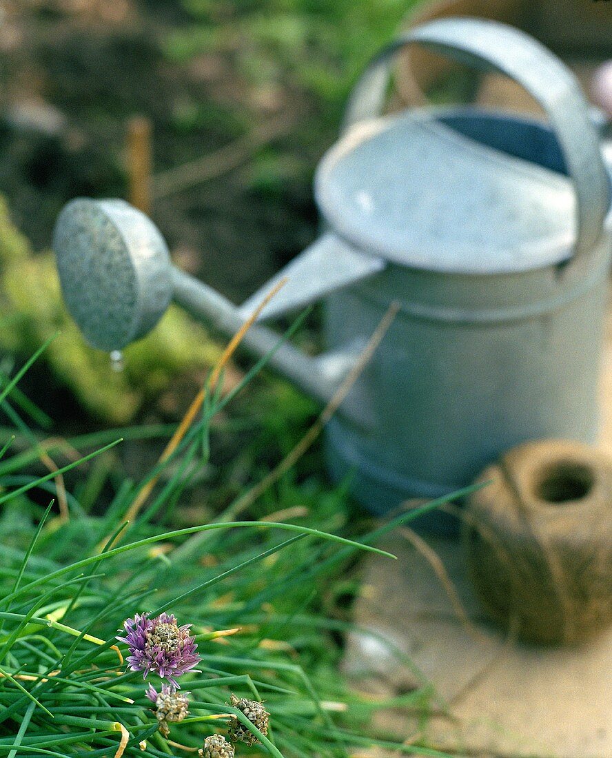 Chives, watering can and twine in a garden