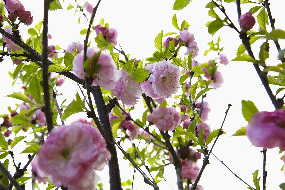 Sprigs of almond blossom