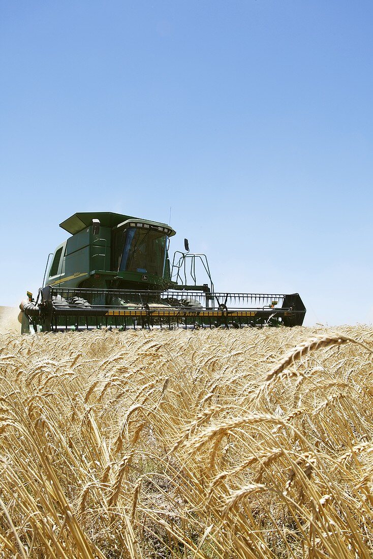 Reaper in a wheat field