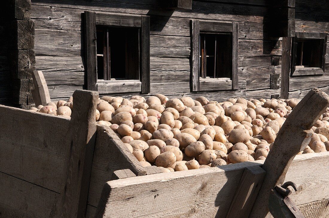 Picking potatoes, Sweden