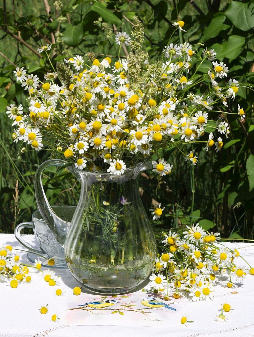 Kamillenblüten im Glaskrug