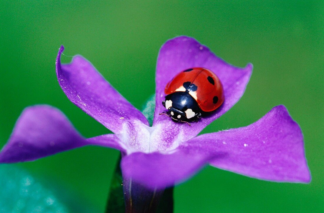 Ladybird on a petal
