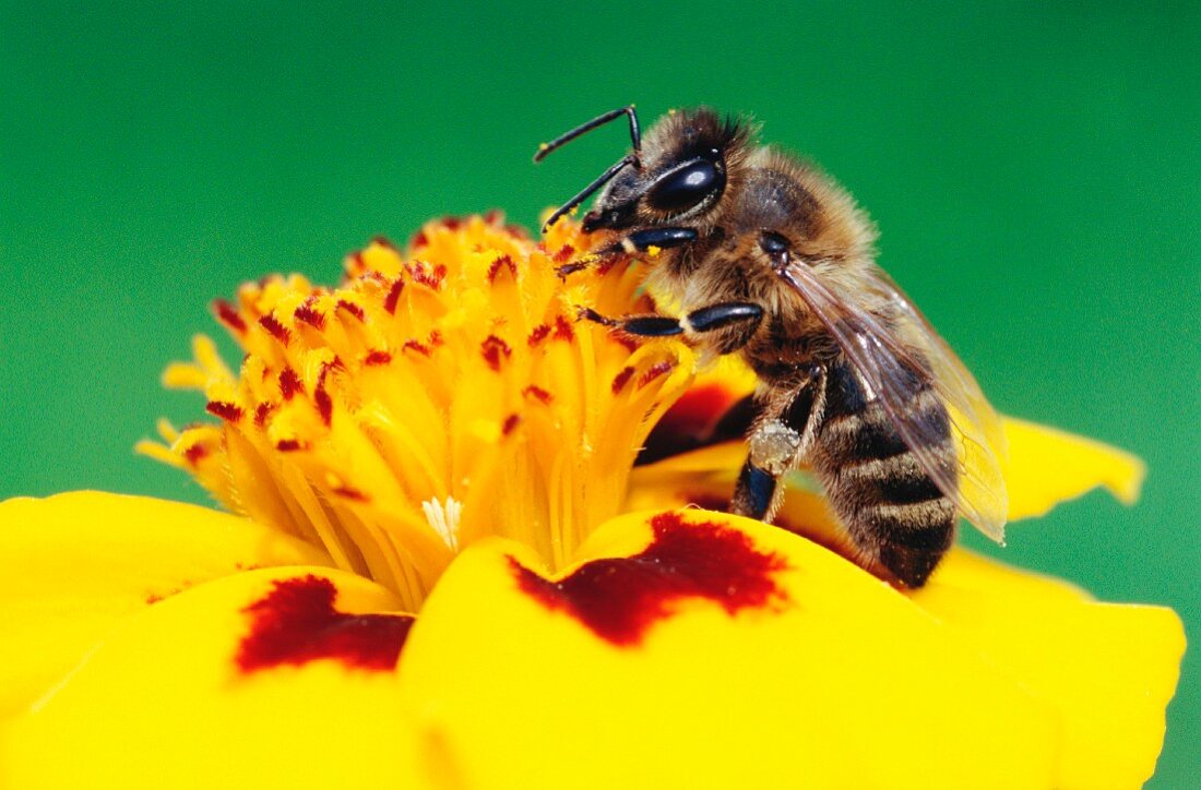 Biene auf einer Blume