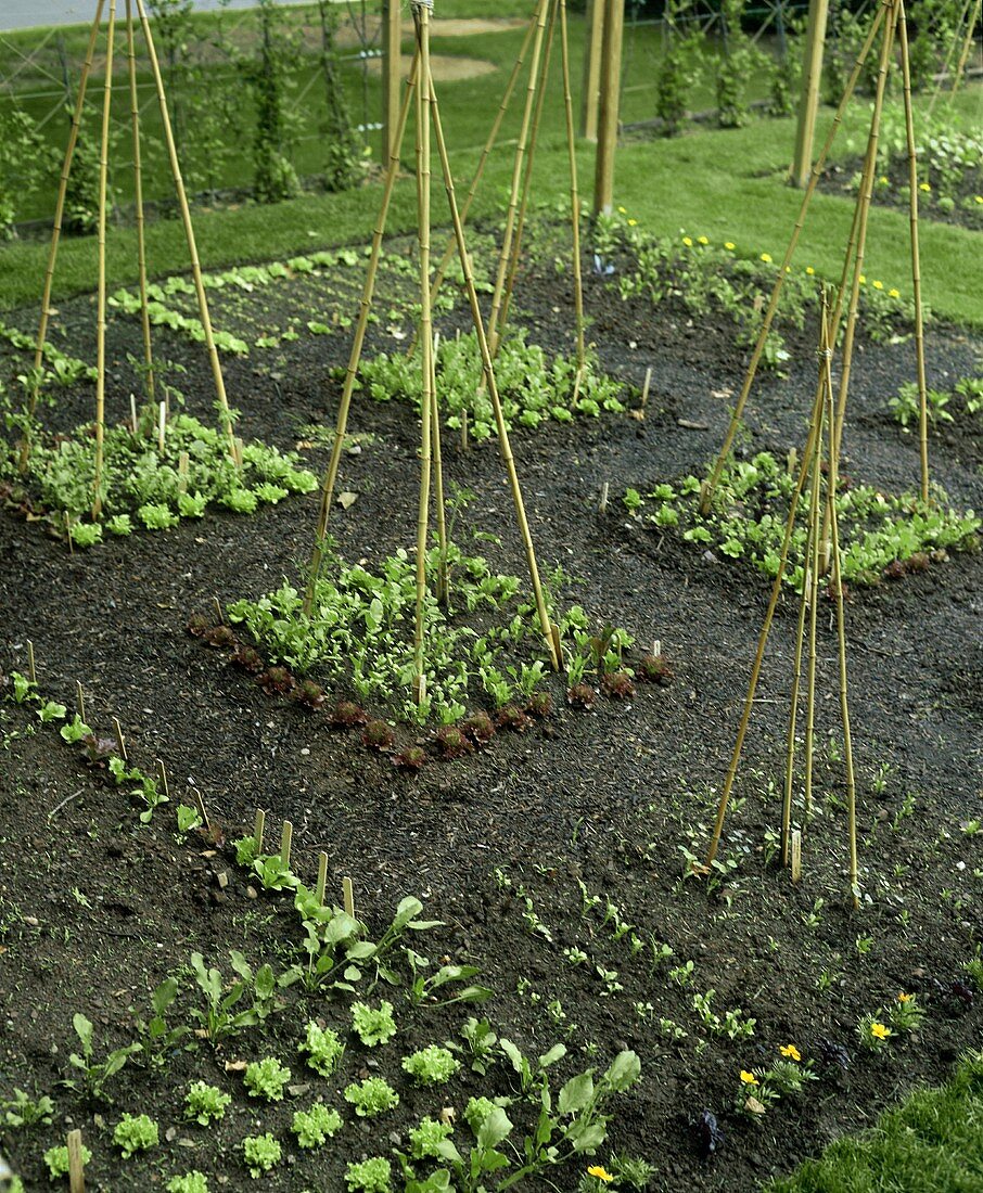 Anbau von Salat, Gemüse und Blumen mit Bambusstäben