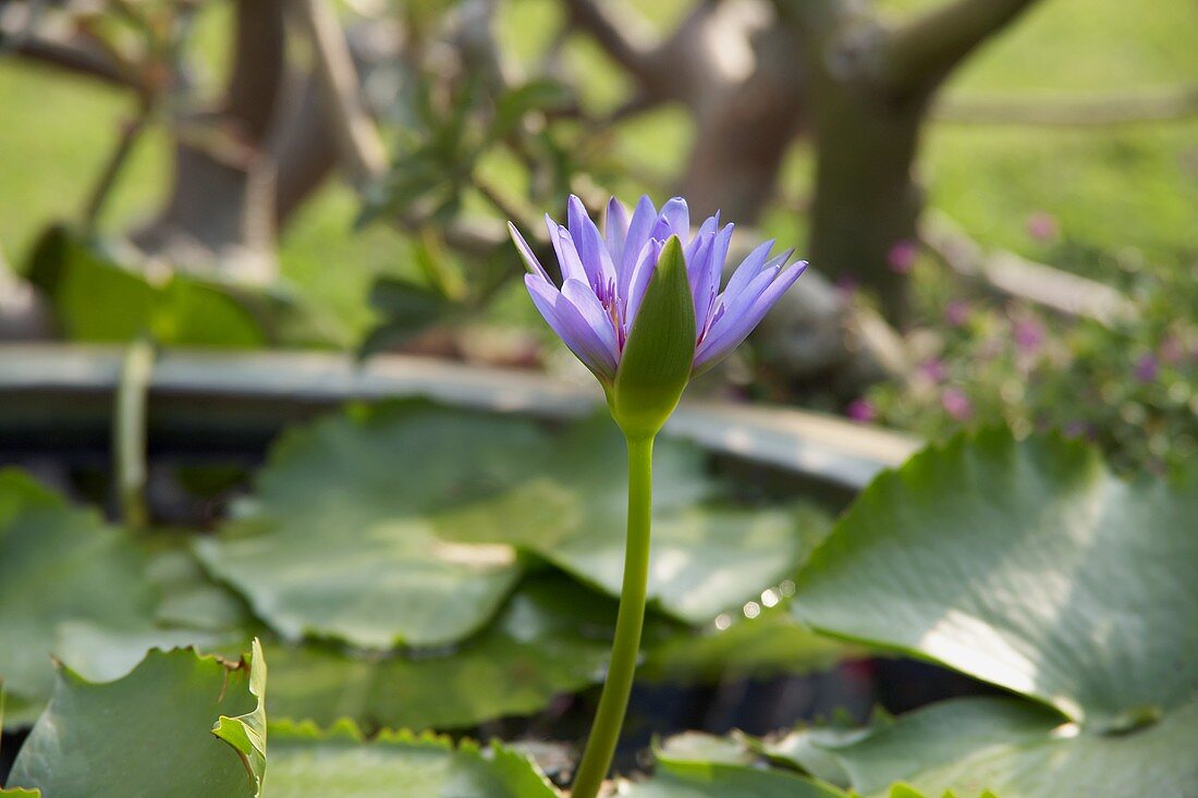 Blau blühende Seerose