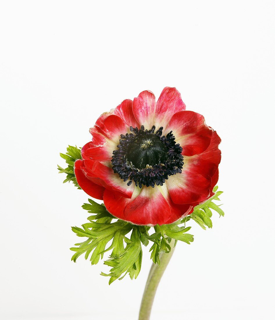 Rote Anemone (bot. Anemone coronaria; poppy anemone)