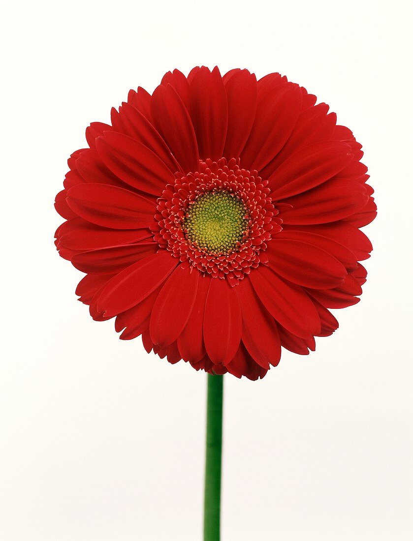 A Red Daisy