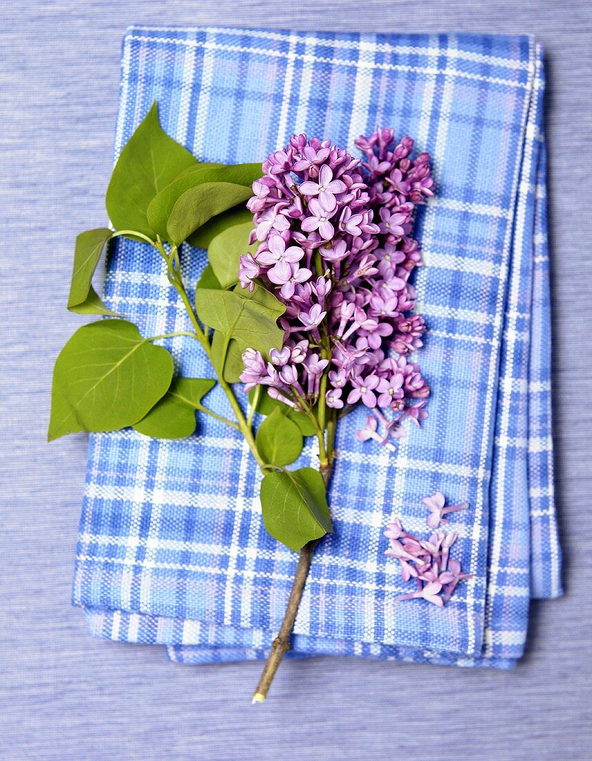 Violetter Flieder mit Blättern auf blau-weiss-kariertem Tuch