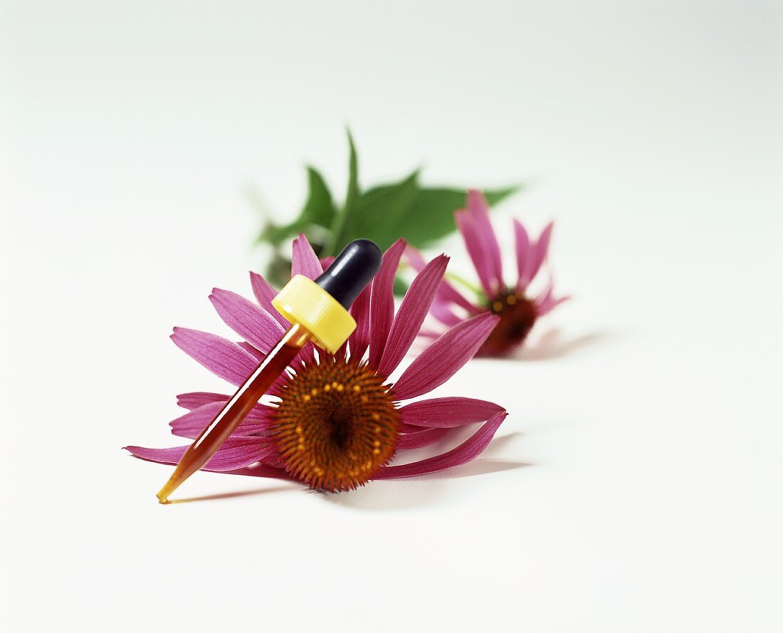 Echinacea Extract in a Dropper With Echinacea Blooms