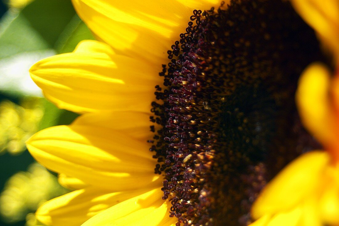 Sonnenblume (Close Up)