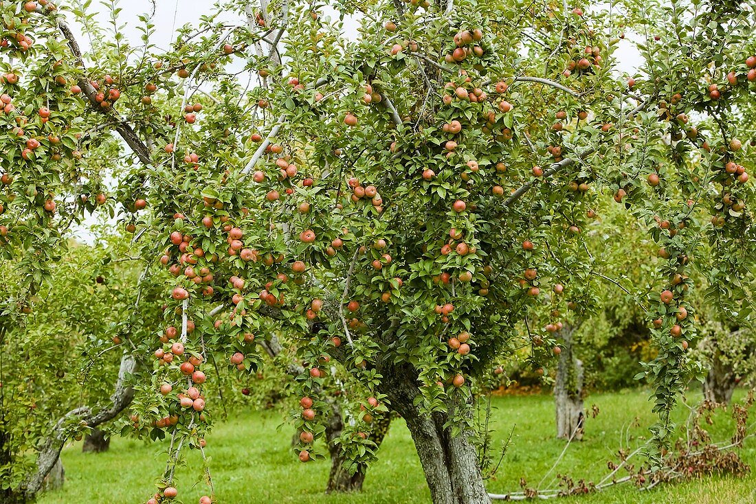 Apple Tree at Weston's Antique Apples