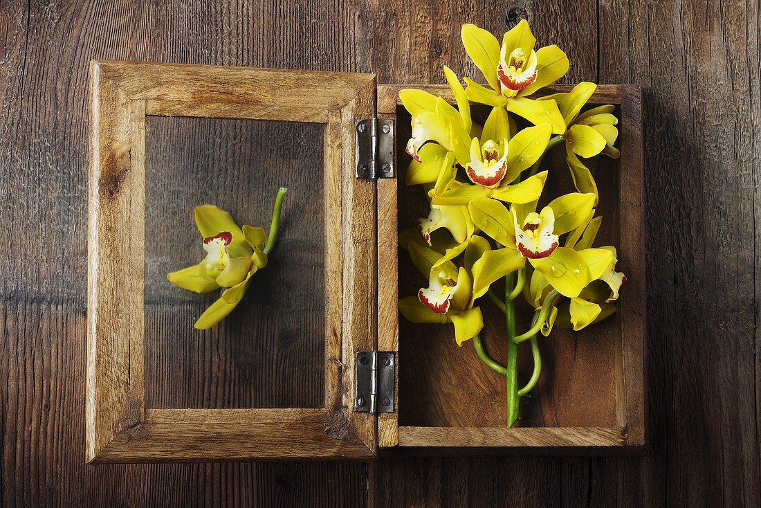 Yellow Orchids in Wooden Shadow Box