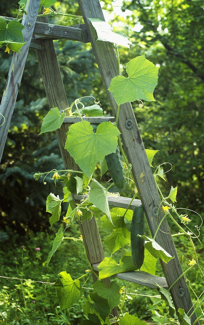 Cucumber Plant Growing Up a Ladder in a Garden