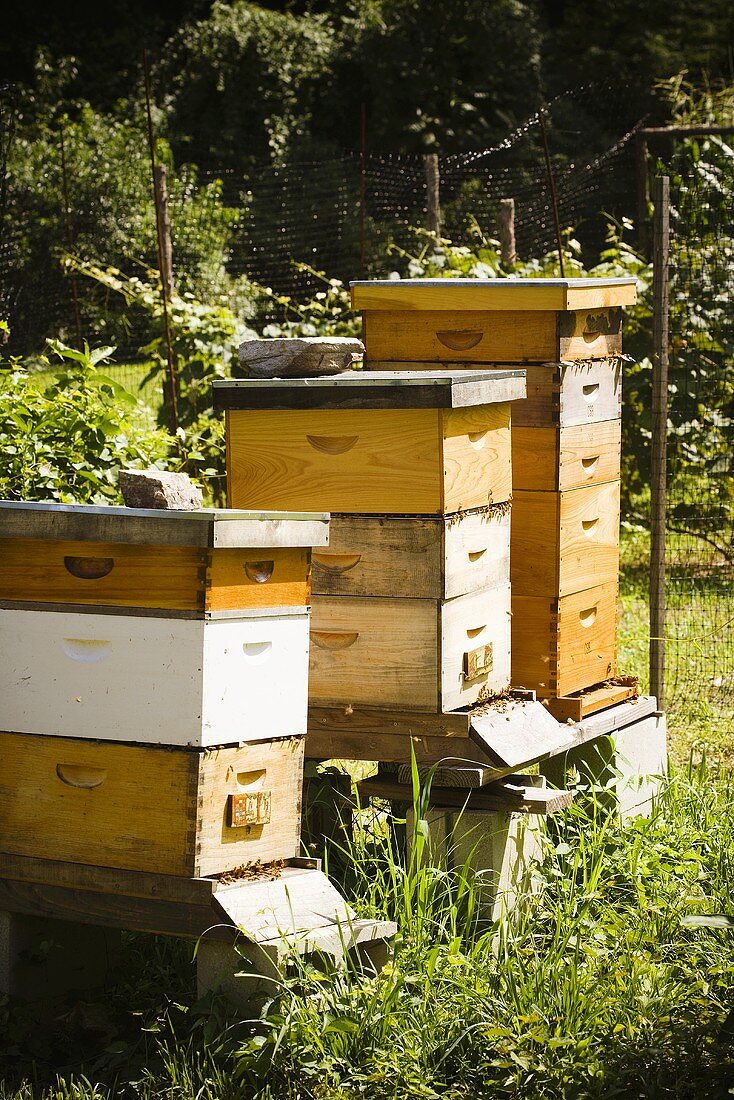 Bienenhäuser im Garten