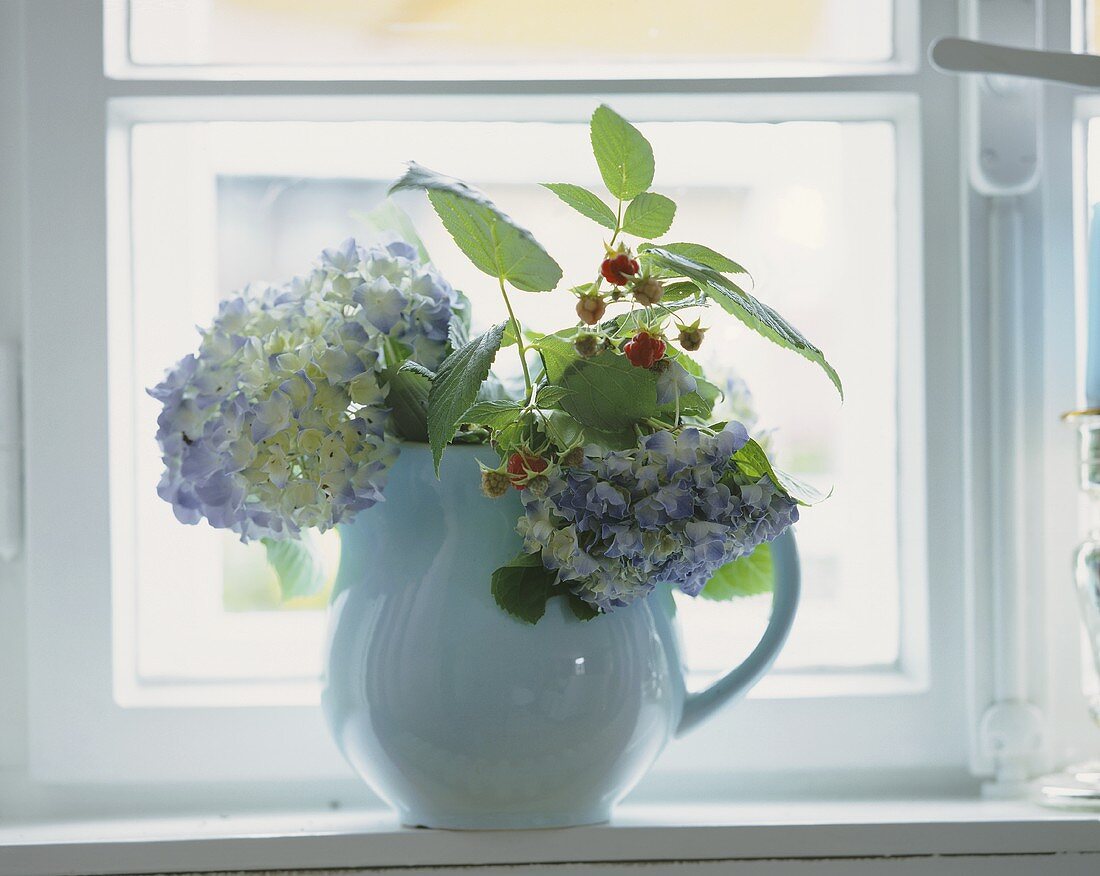 Hortensienblüten mit Himbeerzweig in einem Krug am Fenster
