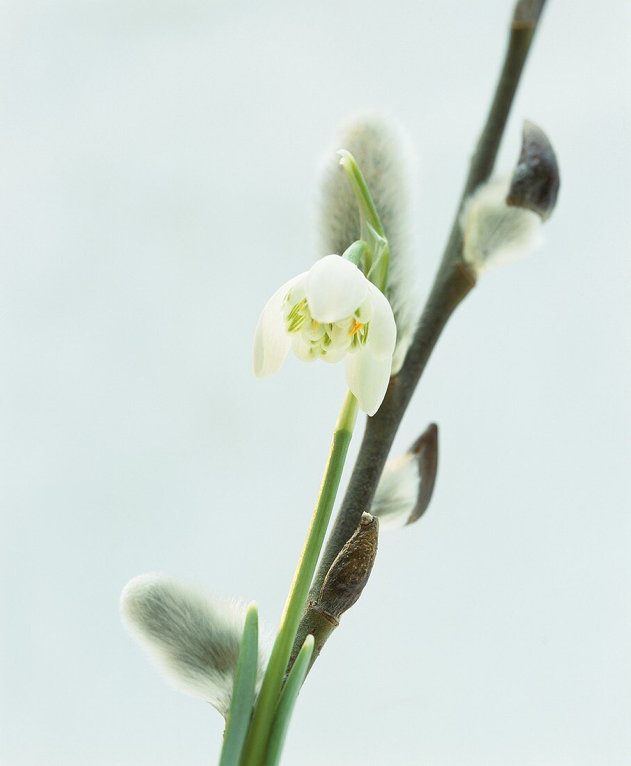 A snowdrop with a sprig of catkins