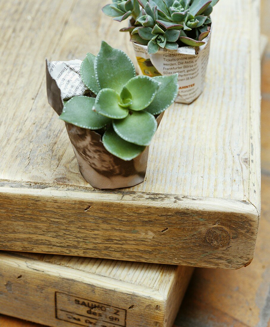 A succulent plant in a pot wrapped in paper on wooden board