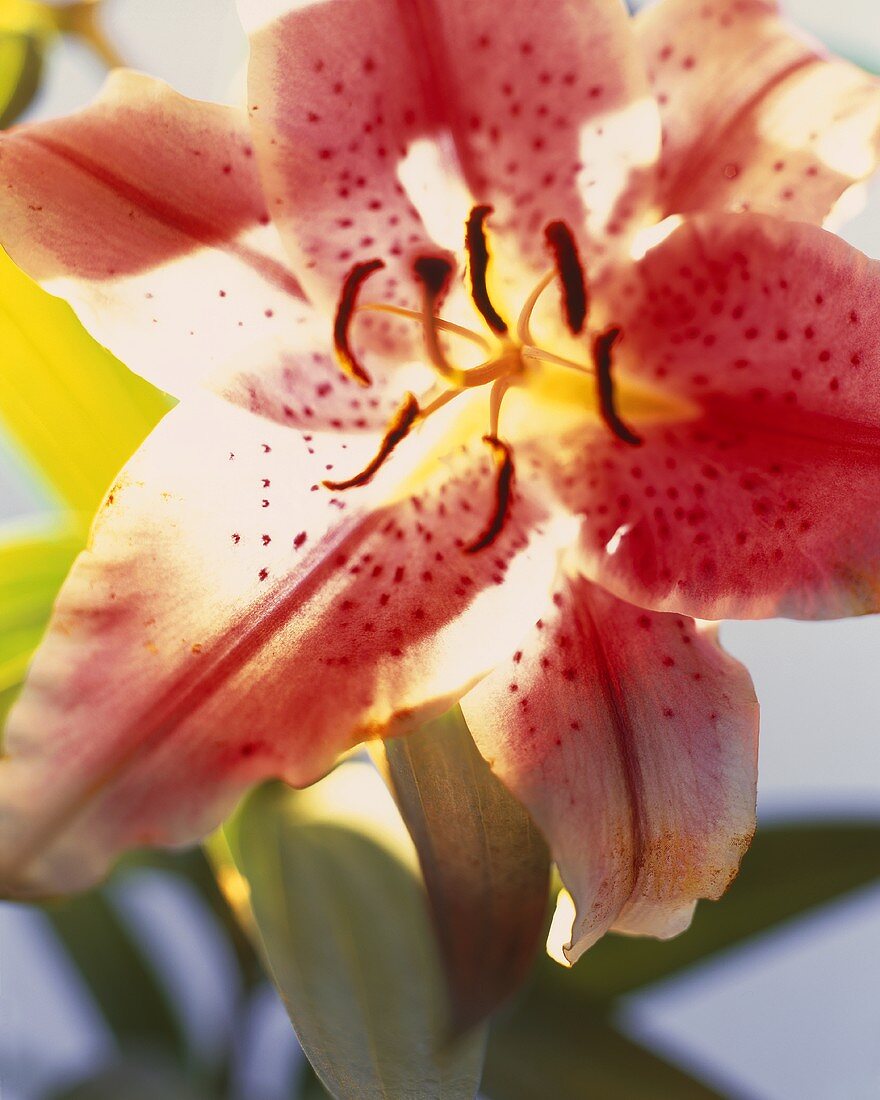 A lily (close-up)