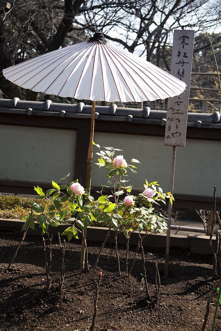 Pfingstrosen unter japanischem Schirm