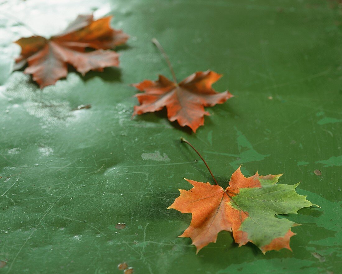Oak leaves on a green surface