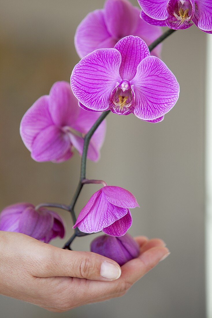 Orchideenblüte in einer Frauenhand