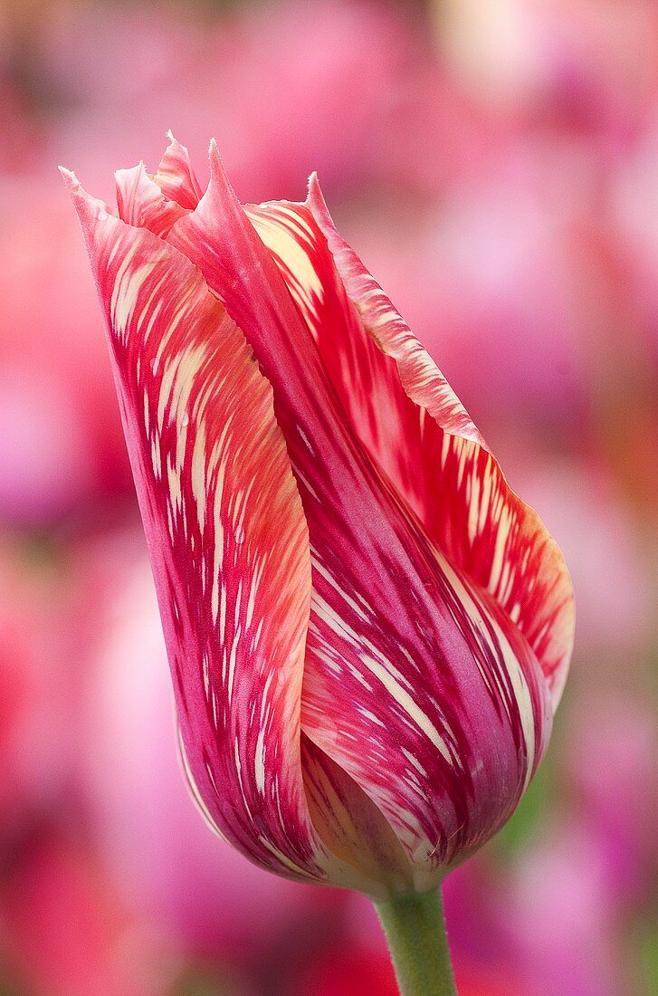 A marbled tulip