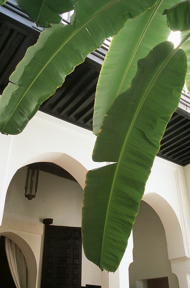 Blick durch Blätter eines Bananenbaumes auf Innenhof eines Hauses (Marokko)