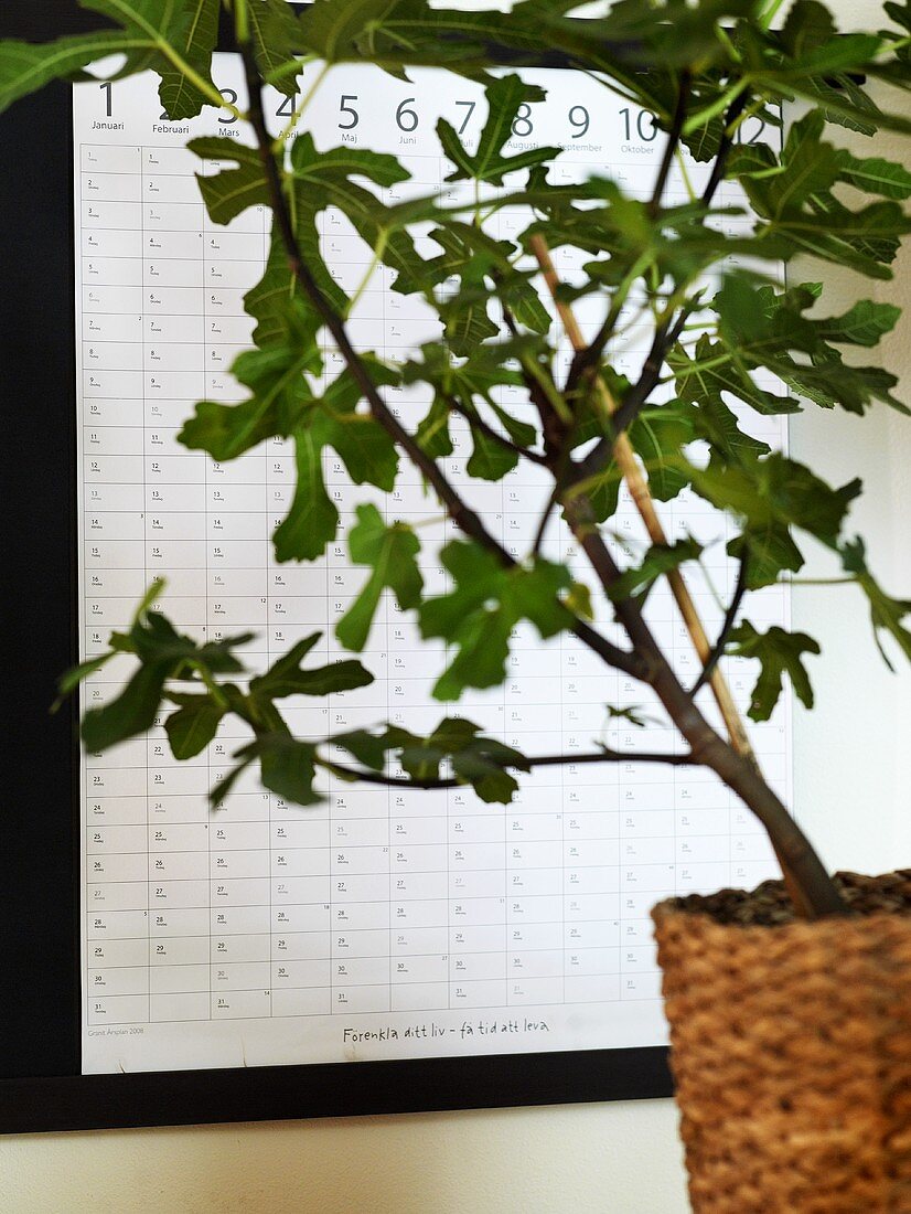Zimmerpflanze im Topf aus Geflecht vor Kalender