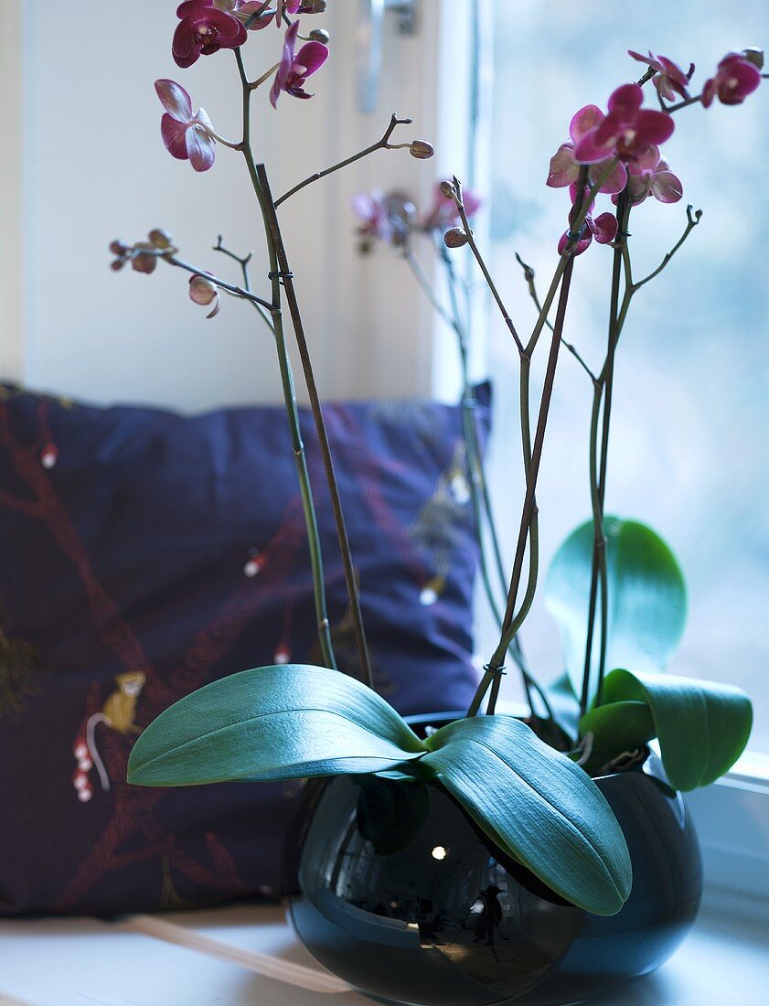Rosa Orchideen in kugelförmiger Vase und Kissen