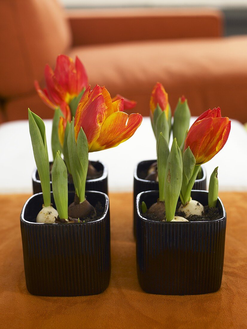 Red tulips in a black plant pots