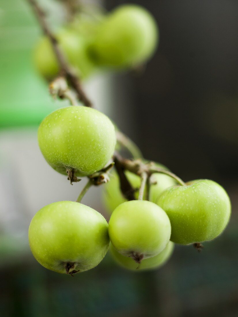 Zweig mit grünen Äpfeln