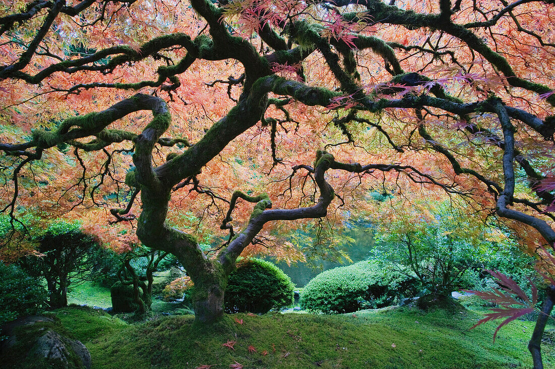 Under Japanese Maple, Japanese Garden, Portland, Oregon, USA