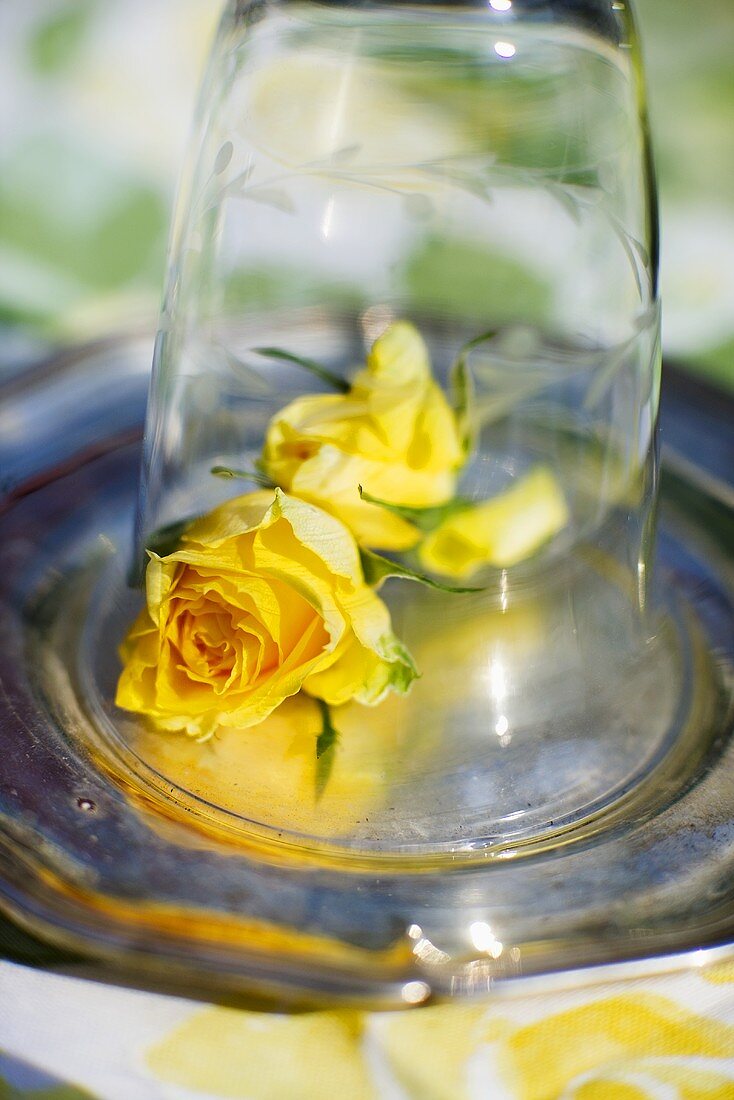 Gelbe Rosenblüten unter einem Glas