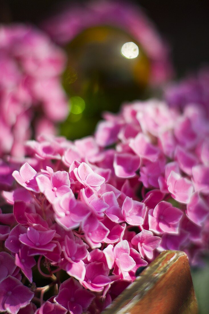 Pinkfarbene Hortensienblüten