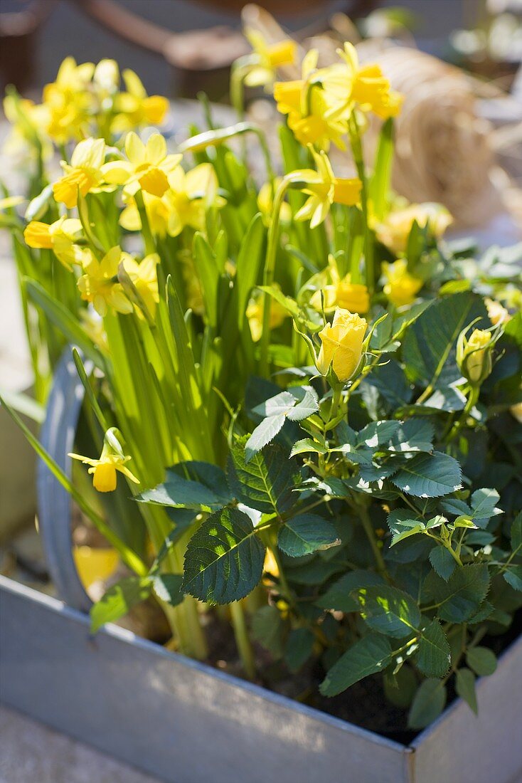 Gelbe Narzissen und Rosen in einem Blumenkasten aus Blech