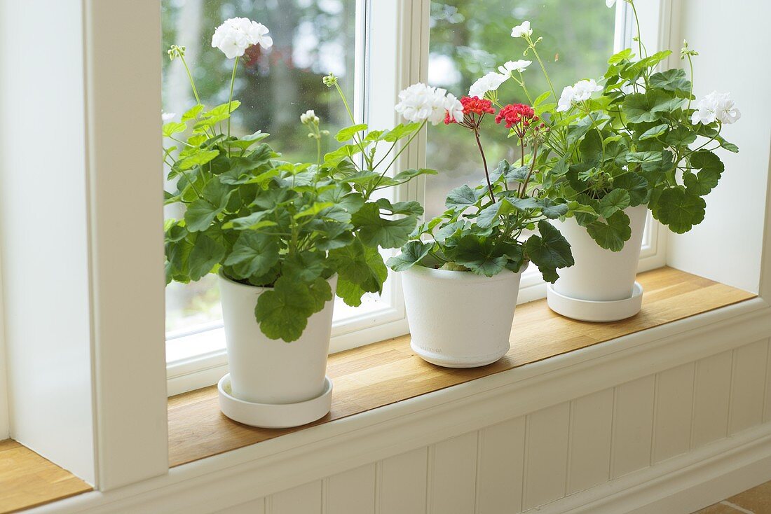 Plant pots with white and red geraniuns on a window seat with white wood panelling