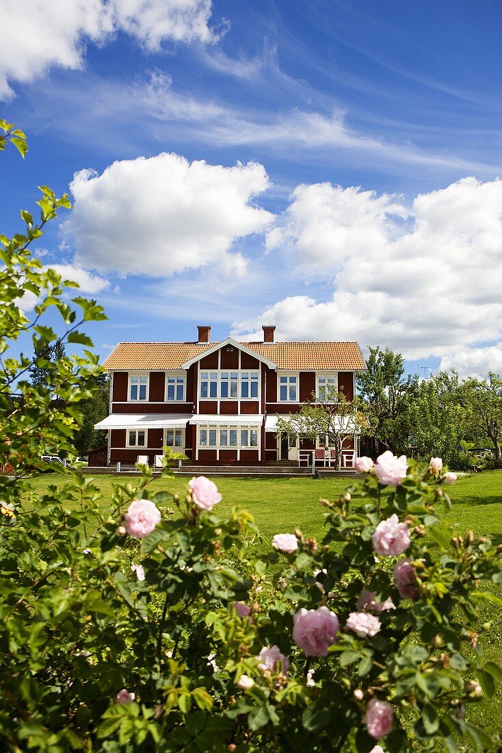 Blühende Rosen im grossen Garten und rotbraunes Holzhaus mit weissen Fenstern