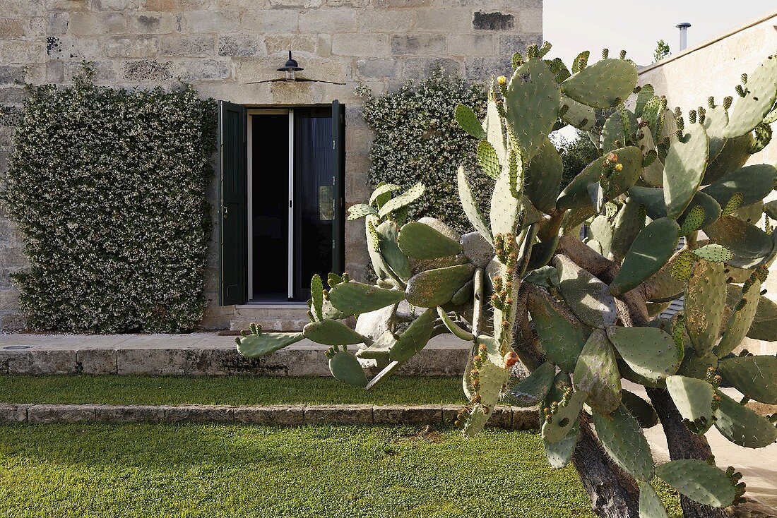 Prickly pear cactus in a garden and open terrace doors of a house with a natural stone facade