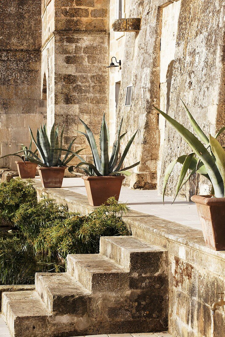 Agave plants in clay pots on a narrow path in front of a natural stone facade and stairs