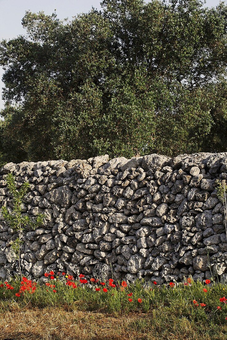 Mediterranean garden with poppies in front of a natural stone wall and olive trees